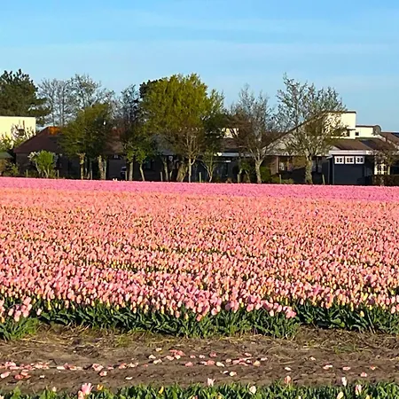 Semesterbostad Het Vogelhuisje Egmond aan den Hoef