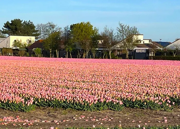 Semesterbostad Het Vogelhuisje Egmond aan den Hoef
